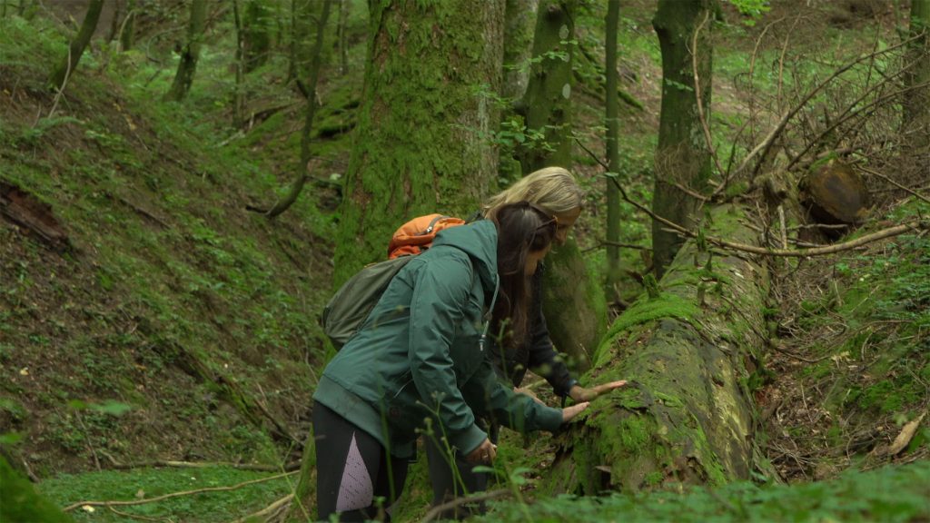 Forest Bathing