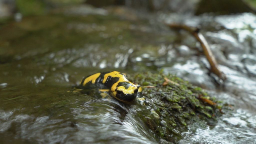 Salamandra pezzata